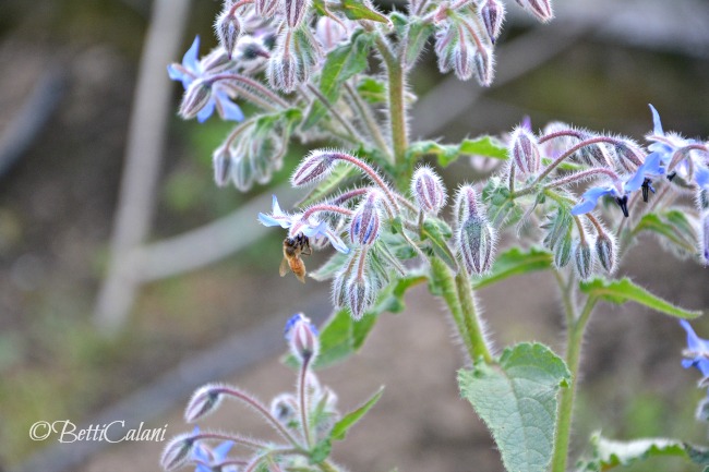 20160420_borago_officinalis (10)_