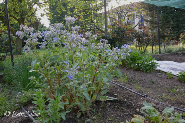 20160420_borago_officinalis (2)_