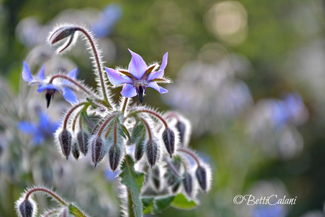 20160420_borago_officinalis (5)_