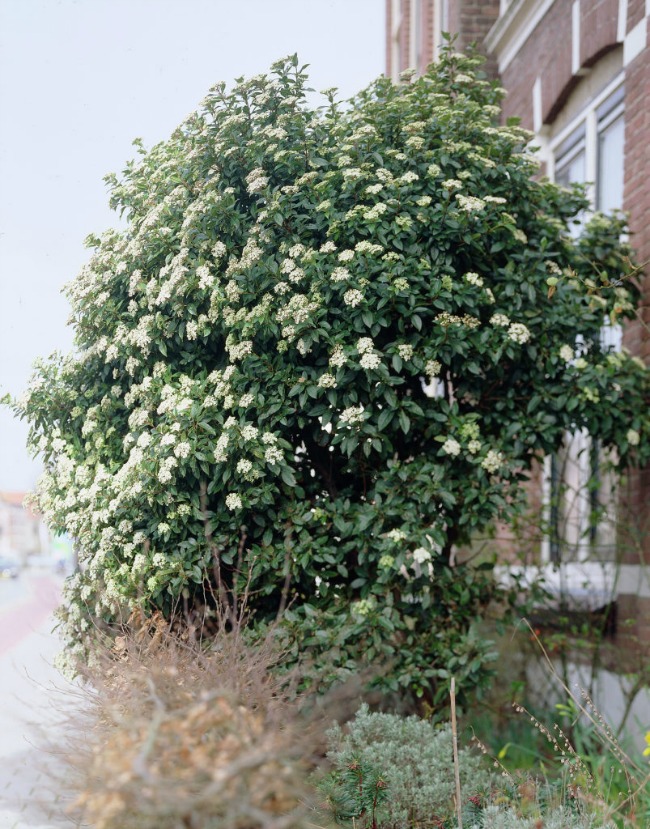 Viburnum-tinus