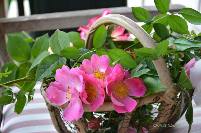 20150518_rose_e_nigella_damascena_di_Carnago (78)