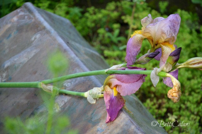 20160513_vaso_di_fiori_4