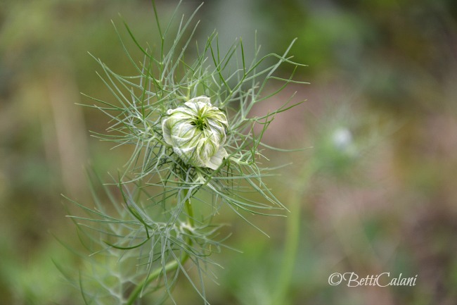 nigella_damascena_5