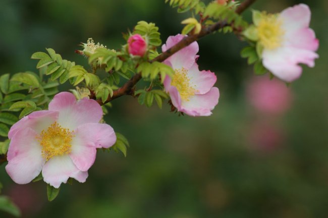 Rosa Roxburghii 'normalis'