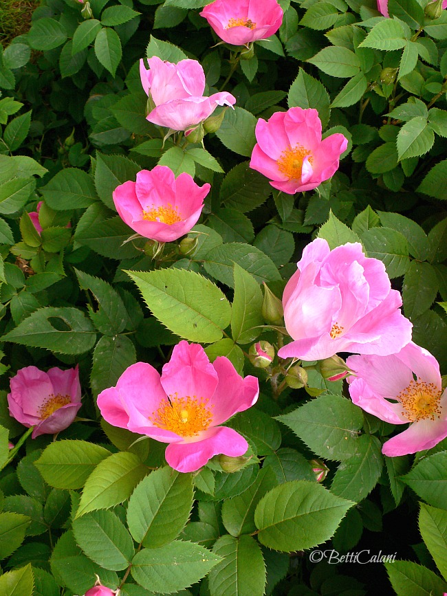 Rosa_Complicata (1)