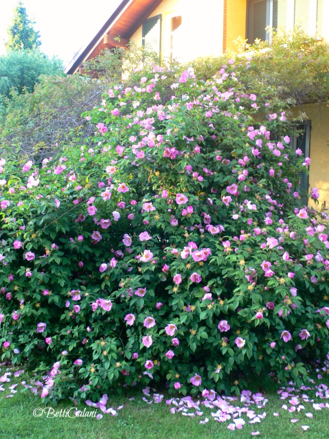 Rosa_Complicata (4)