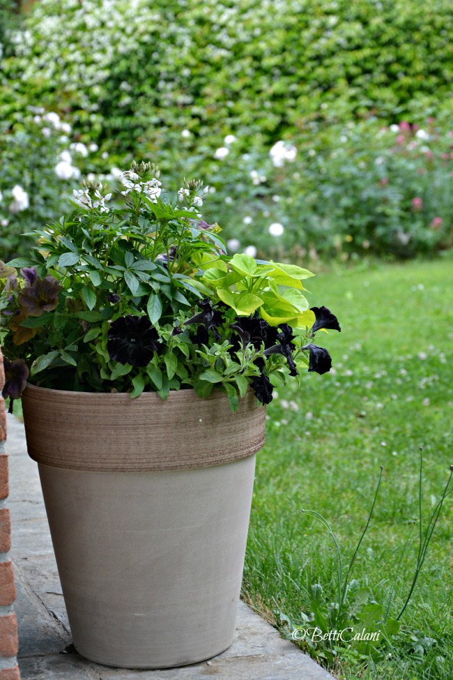 20160603_vasi_misti_5