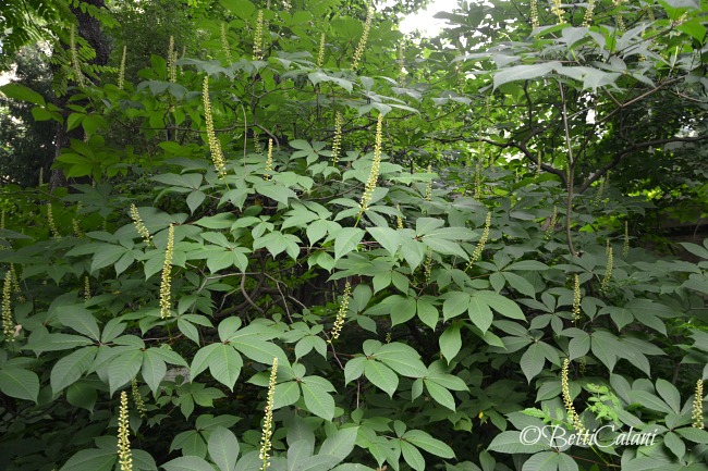 20160607_orto_botanico_brera_Wape (25)A