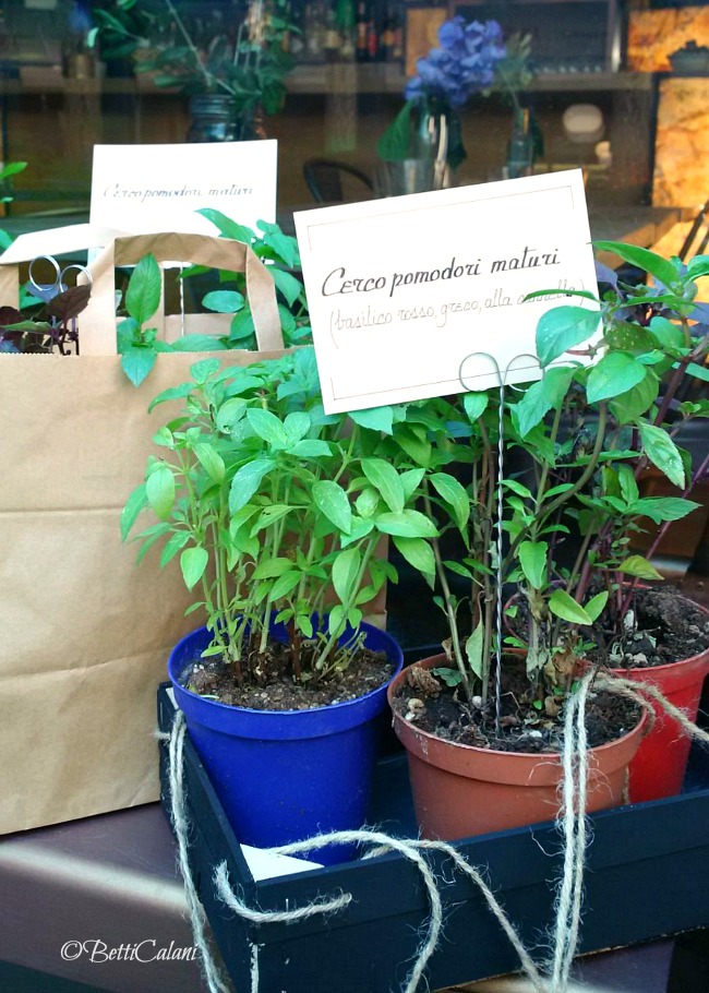 cerco_pomodori_maturi