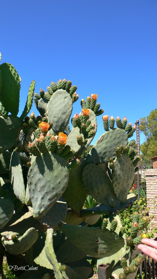 20090607_Sicilia (239)