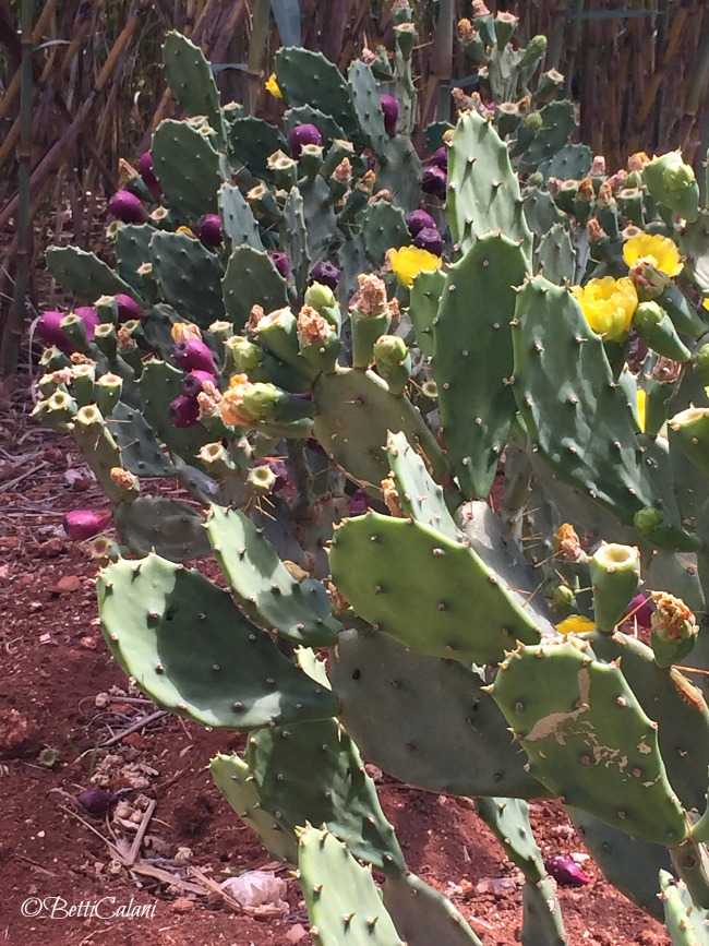 20150619_Puglia_Cesarea_Terme (16)