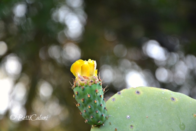 20160624_Sicilia (61)