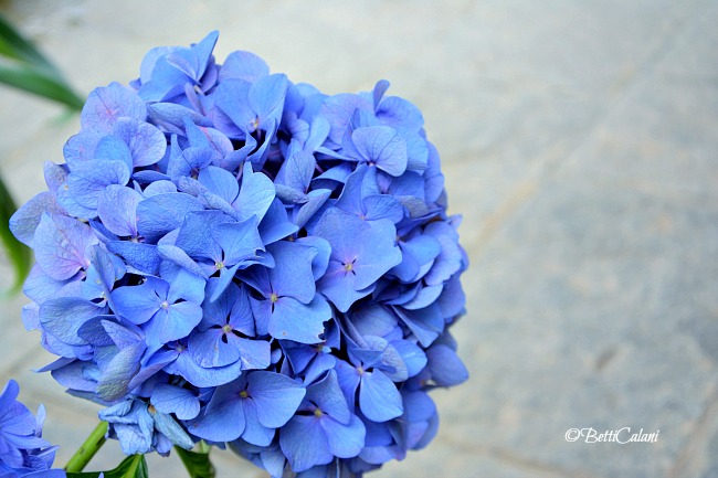 Hydrangea macrophylla