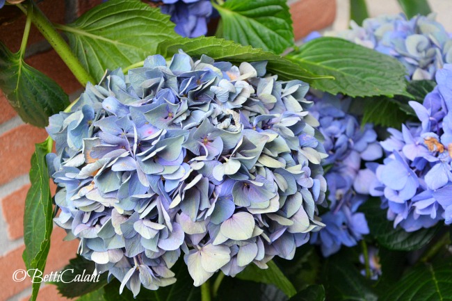 Hydrangea macrophylla