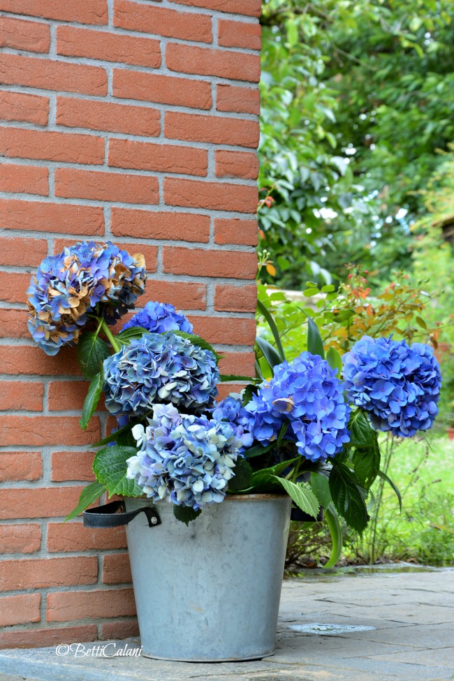 20160805_ortensie_blu (7)