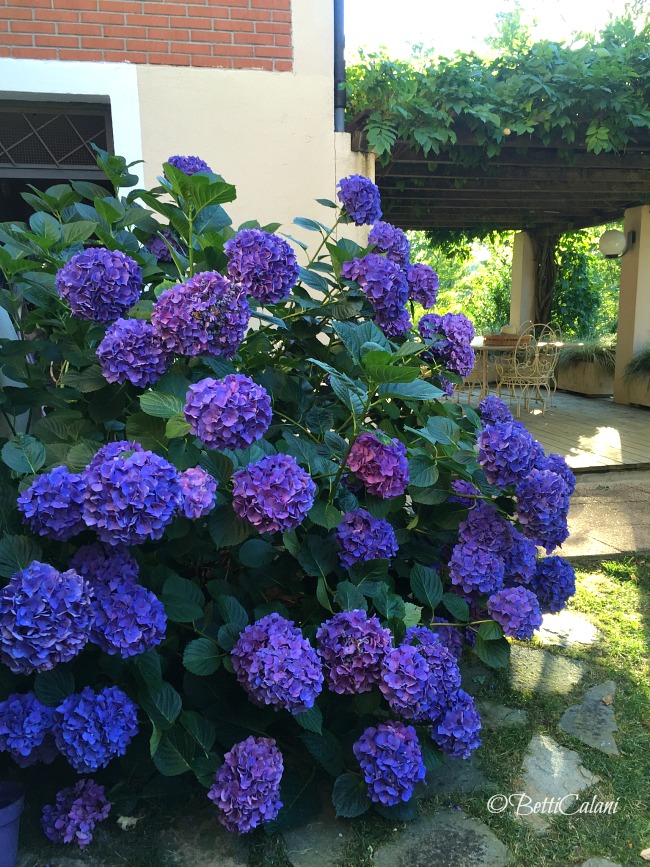 20160805_ortensie_blu (9)