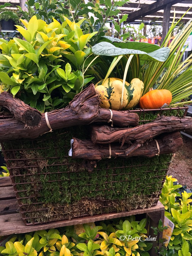 20161019_cesto_per_lesterno-1