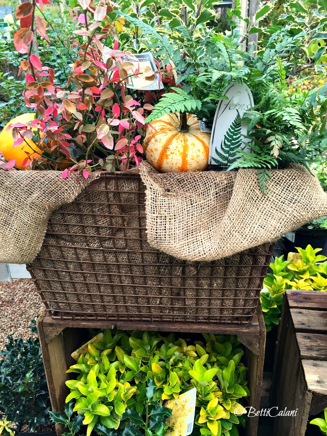 20161019_cesto_per_lesterno-2