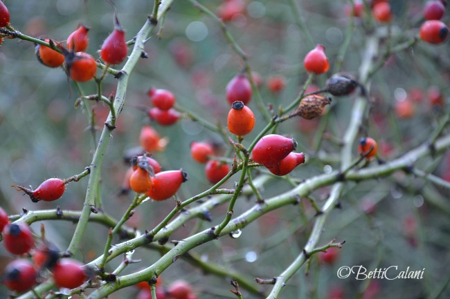 20161111_copritorta_con_la_rete_dei_polli-3