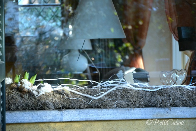 20170116_cilindro_di_tillandsia-10