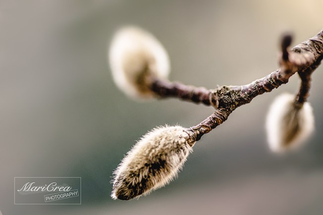 Spring Mari Crea Photography