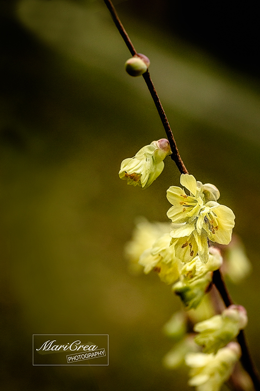 Flowers Mari Crea Photography