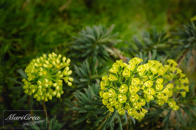 Flowers Mari Crea Photography