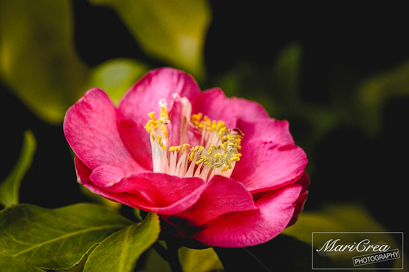 Mari Crea Photography