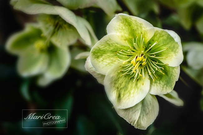 Helleborus Mari Crea Photography