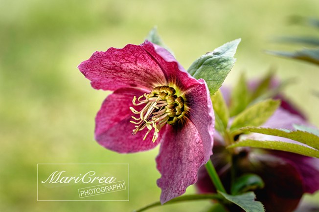 Helleborus Mari Crea Photography