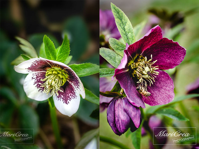 Mari Crea Photography