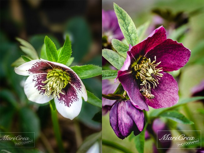 Hellebori Mari Crea Photography