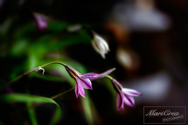 Flowers Mari Crea Photography