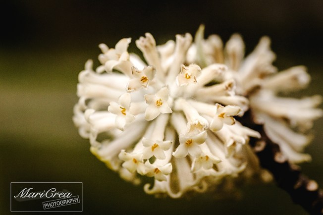 Flowers Mari Crea Photography