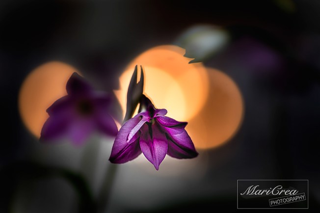 Flowers Mari Crea Photography