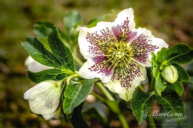 Flowers Mari Crea Photography