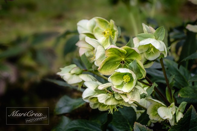 Helleborus Mari Crea Photography