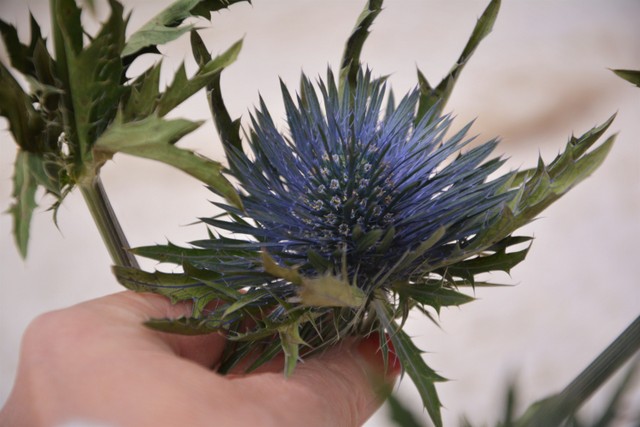 20191219_Eryngium_fiore__(9)